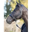 Black leather lemieux anatomic headcollar with silver buckles features anatomically shaped padded leather headpiece