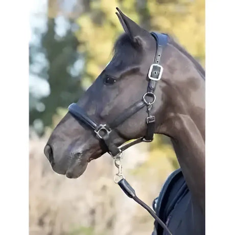 Black leather lemieux anatomic headcollar with silver buckles features anatomically shaped padded leather headpiece
