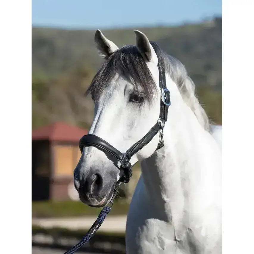 Black leather LeMieux anatomic headcollar with silver metal buckle and anatomically shaped padded leather headpiece