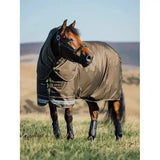 Brown horse wearing lemieux arika 600d black and tan 600d ripstop 200g turnout rug alpine with african branding