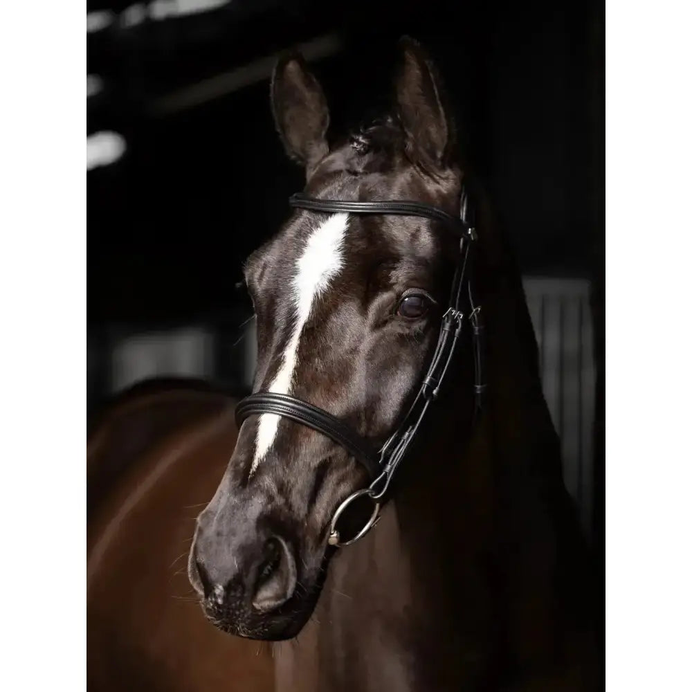 Black silver oiled leather lemieux arika cavesson leather bridle with white stripe down center of face