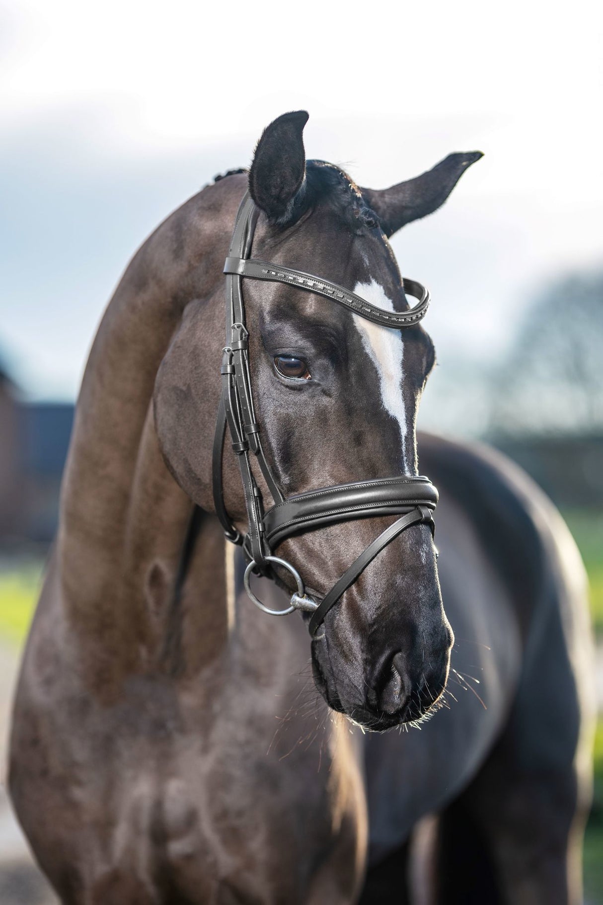 LeMieux Arika Dressage Bridle Black/Silver Pony Black/Silver Flash Bridles