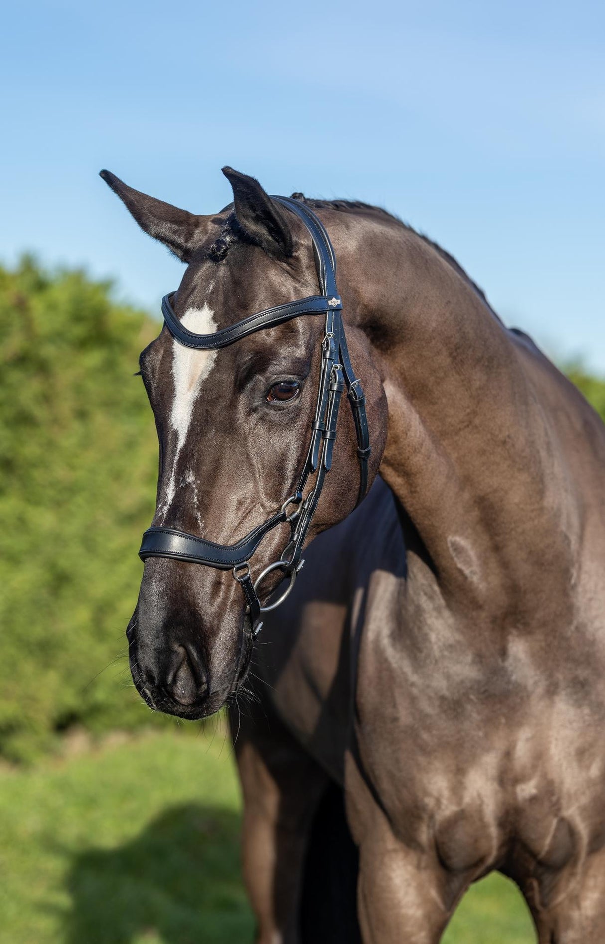 LeMieux Arika Drop Bridle Black/Silver