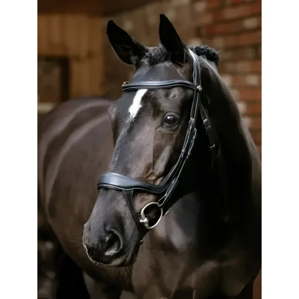 Black horse wearing a sleek dark leather arika split noseband bridle with silver hardware noseband bridle black