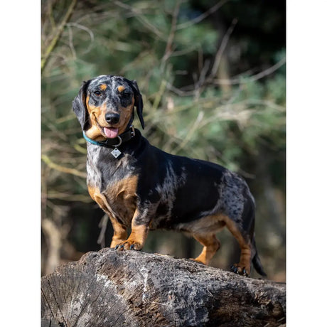 LeMieux Ascot Rope Dog Collar Peacock Peacock Small Dog Collar