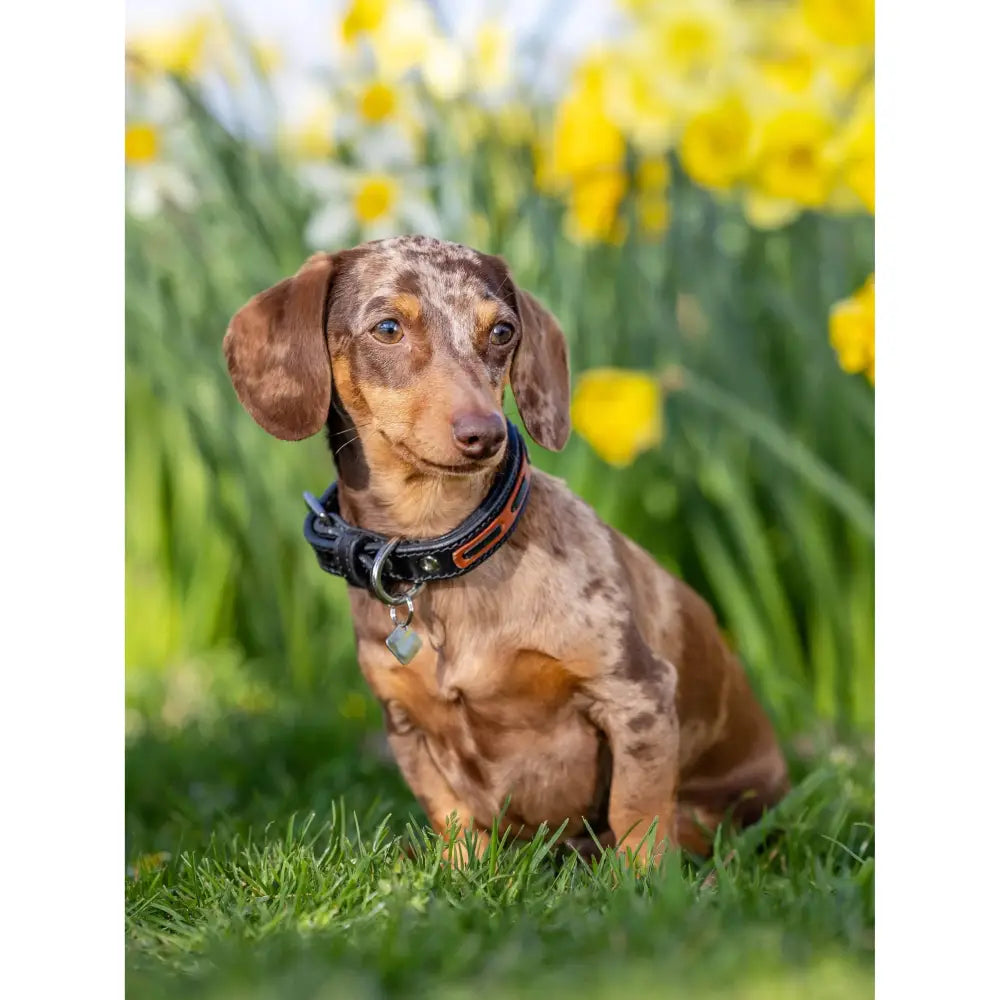 LeMieux Cambridge Dog Collar Black/Tan Black/Tan Small Dog Collar