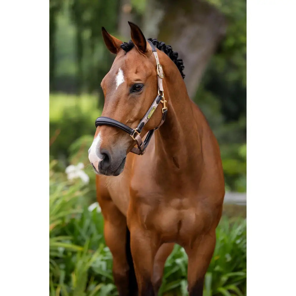 Lemieux Capella Headcollar Mink Pony Headcollars Barnstaple Equestrian Supplies