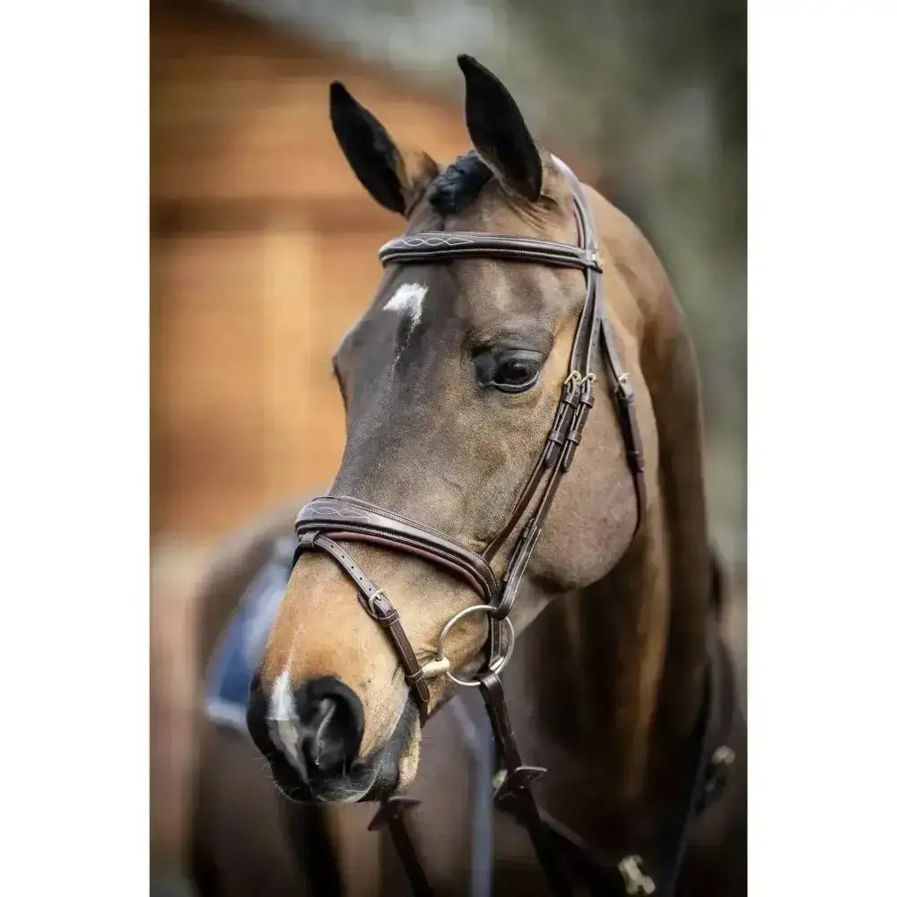 Brown horse wearing lemieux competition flash bridle with finely crafted leather and detachable flash loop silver hardware
