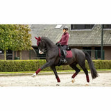 A dark brown horse wearing lemieux crystal suede burgundy dressage pad with maroon leg wraps and face covering