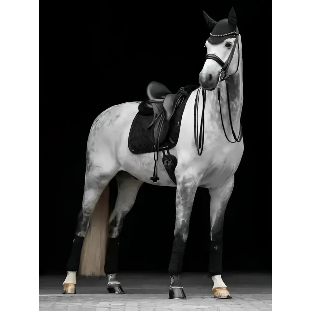 A dapple gray horse wearing lemieux crystal suede dressage square black with leather girth protection and leg wraps