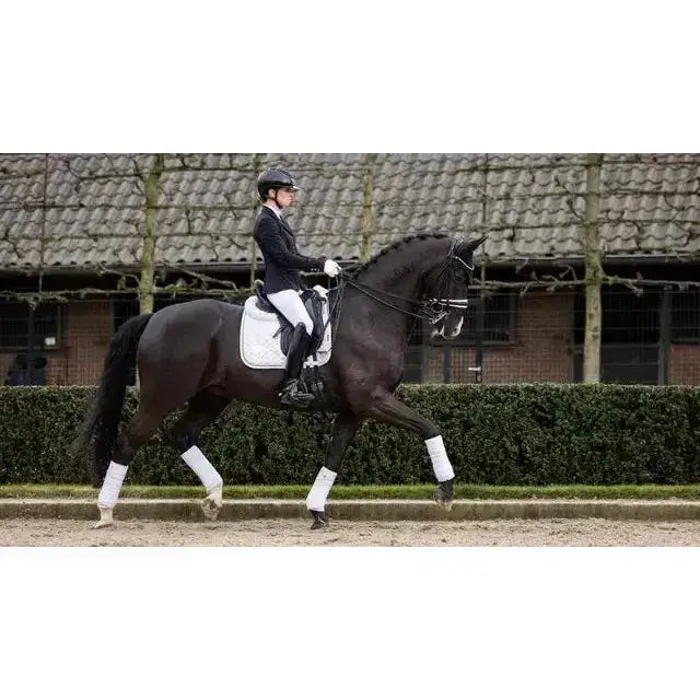 A sleek black horse wearing the lemieux crystal suede dressage square white with crystal suede and leather girth protection