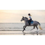 A gray horse with a lemieux earth close contact saddle galloping through water at sunset