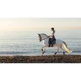 A white horse wearing lemieux earth dressage saddle pads in ocean blue trots along the shoreline gracefully