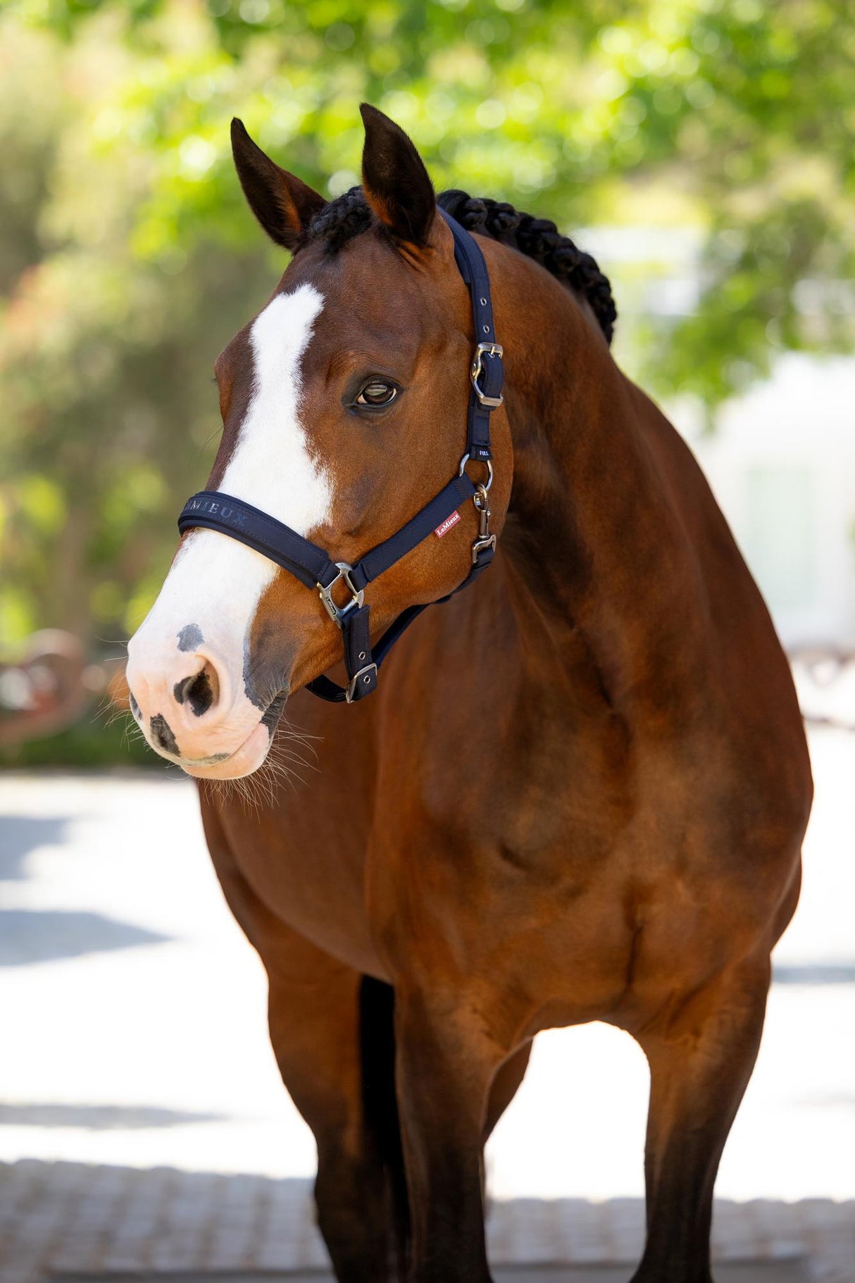 Lemieux Finesse Headcollar Navy Navy Pony Headcollars