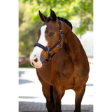 A chestnut horse wearing a sleek navy blue lemieux finesse headcollar with silver hardware and a subtle brand logo