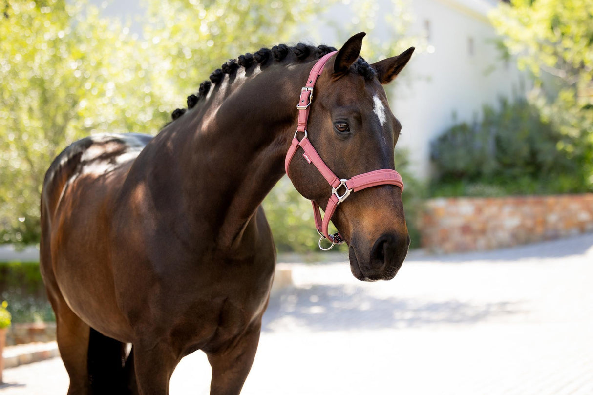 Lemieux Finesse Headcollar Rosewood Rosewood Pony Headcollars