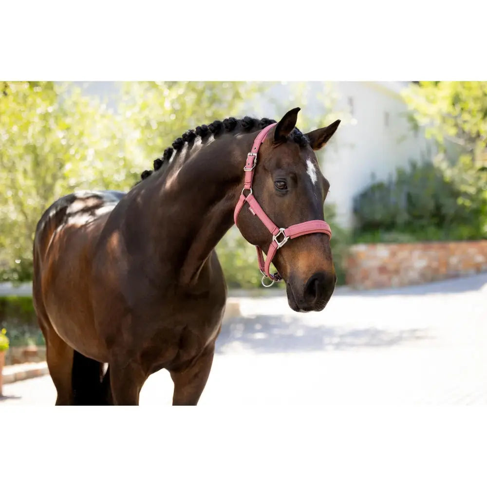 A sleek dark brown horse wearing a lemieux finesse headcollar rosewood in pink leather with a white blaze on its face