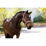 A sleek dark brown horse wearing a lemieux finesse headcollar rosewood in pink leather with a white blaze on its face