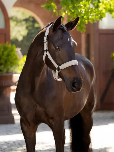Lemieux Finesse Headcollar Stone Stone Pony Headcollars