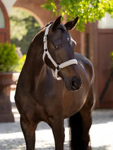 Lemieux Finesse Headcollar Stone Stone Pony Headcollars