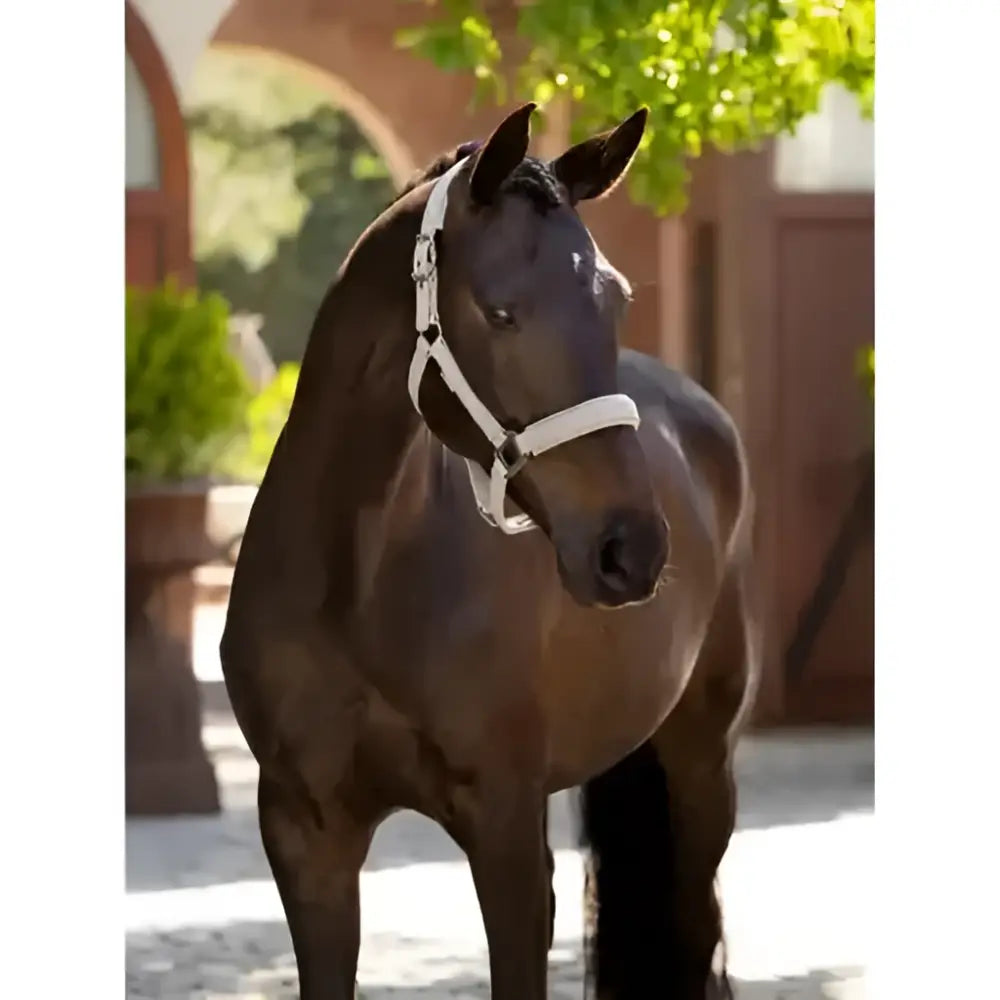 A sleek black horse wearing a white lemieux finesse headcollar stone with durable and stylish design