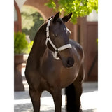 A sleek black horse wearing a white lemieux finesse headcollar stone with durable and stylish design