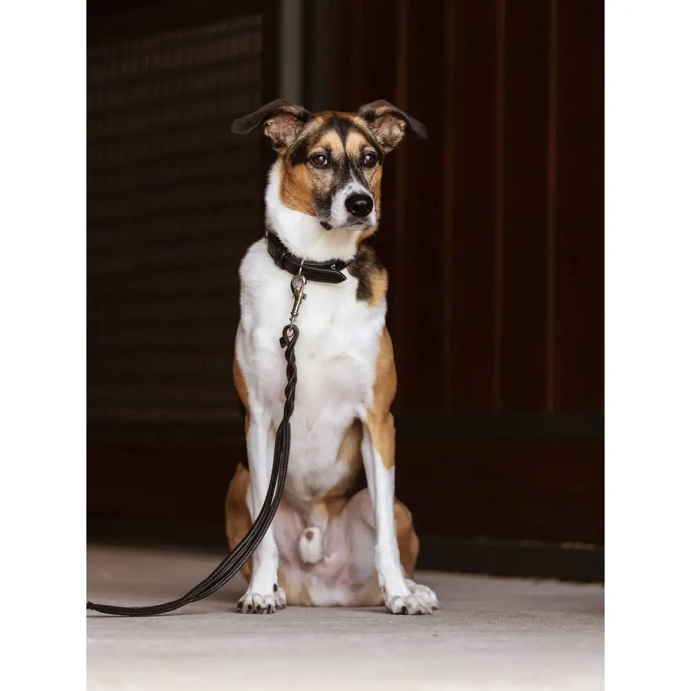 LeMieux Kensington Dog Lead Black Black Small/Medium Dog Lead