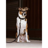 LeMieux Kensington Dog Lead Black Black Small/Medium Dog Lead