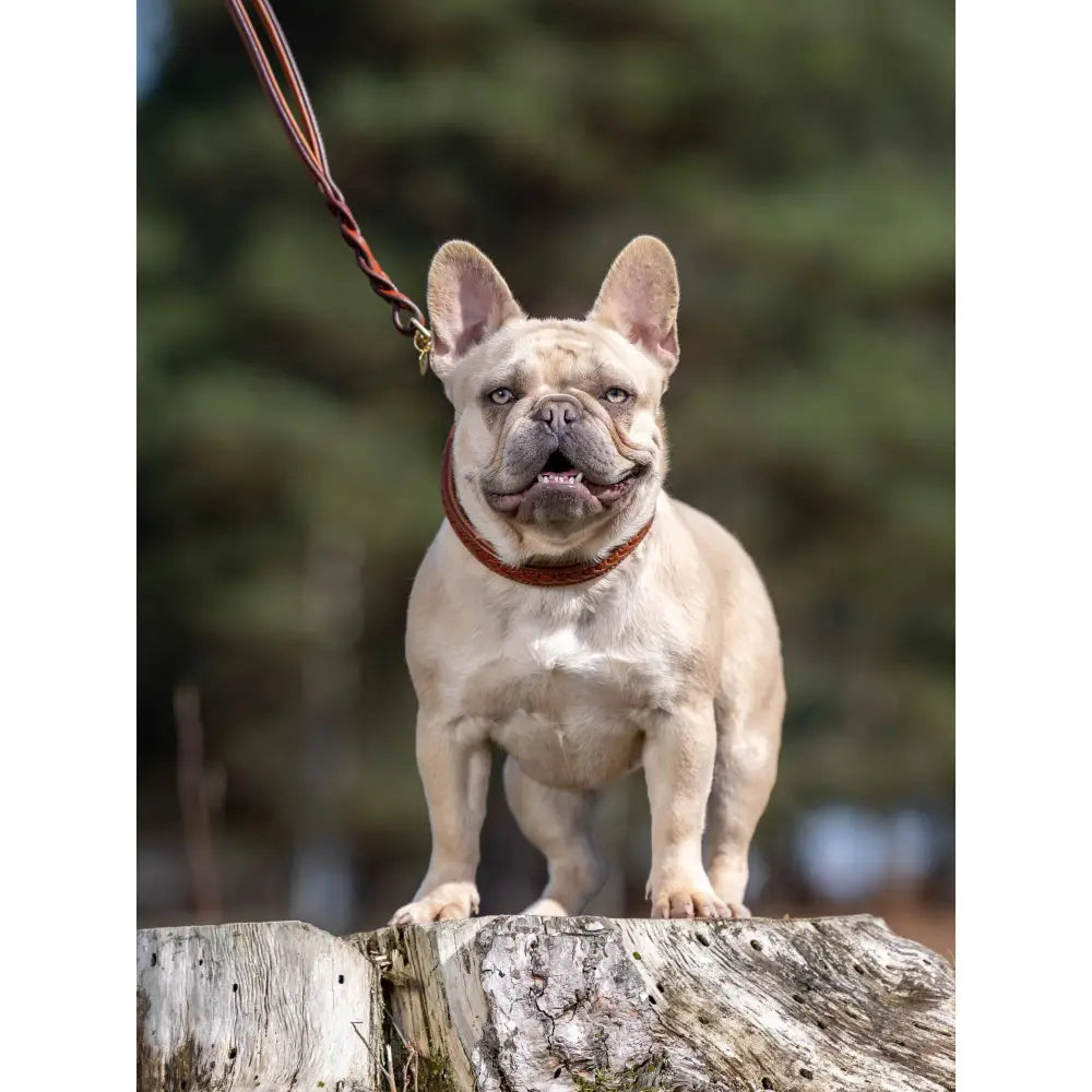 LeMieux Kensington Lead Dog Tan Tan Small/Medium Dog Lead