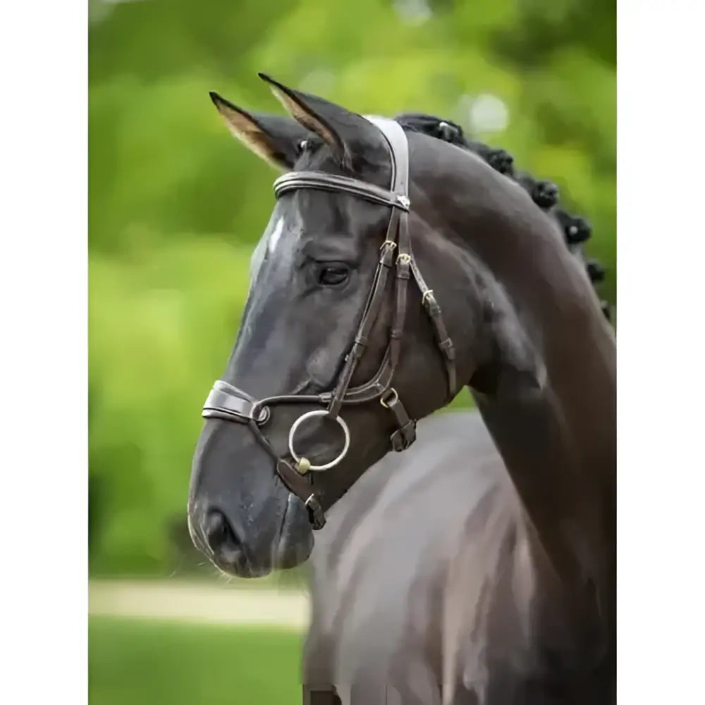 Black horse wearing lemieux kudos clear arc bridle havana brass with silver stitching and metal hardware