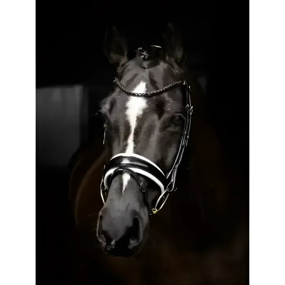 Black horse wearing lemieux kudos double bridle in black and white high-quality pre-oiled italian leather silver detail