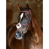 LeMieux Kudos Grackle Bridle Chestnut Chestnut Pony Grackle Bridles