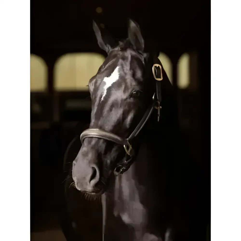A sleek black horse wearing a lemieux leather crystal headcollar brown with striking white blaze on its face