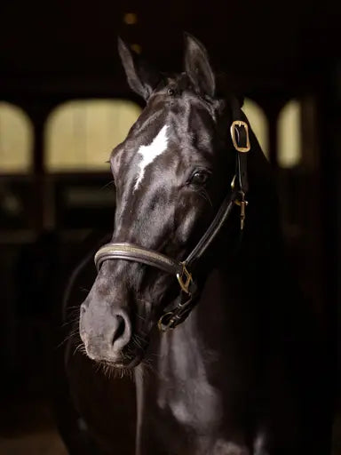 LeMieux Leather Crystal Headcollar Black Cob Black Headcollars