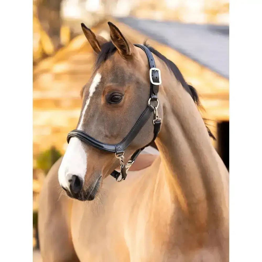 Black leather grooming headcollar by lemieux with silver buckle and metal hardware for easy handling