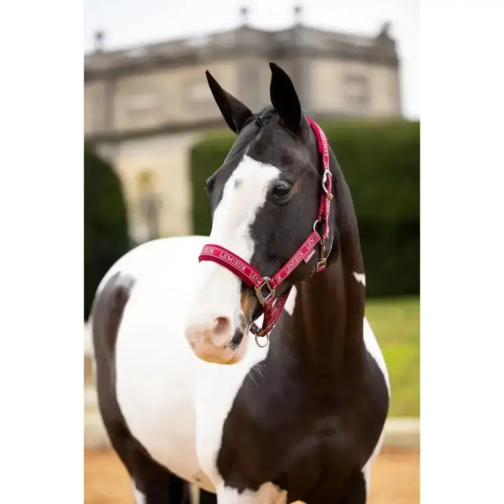 Lemieux Logo Headcollar Ember Pony Ember Headcollars