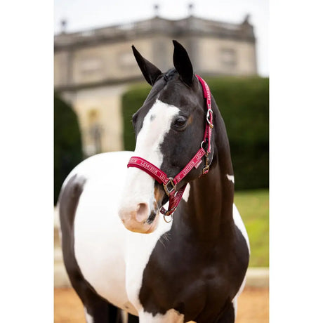 Black and white horse in a pink halter, featuring the Lemieux Logo Headcollar Ember