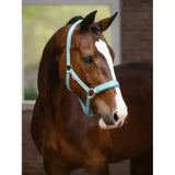 A light blue leather lemieux logo headcollar with silver metal hardware called logo headcollar lagoon
