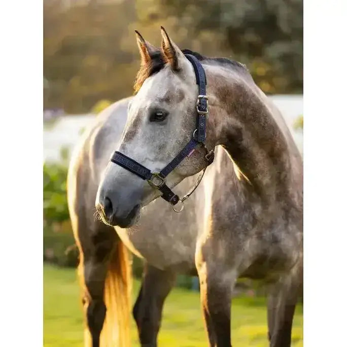 A dapple gray horse wearing a lemieux logo headcollar navy made of dark blue leather with metal buckles