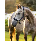 A dapple gray horse wearing a lemieux logo headcollar navy made of dark blue leather with metal buckles