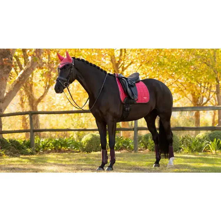A sleek black horse wearing a lemieux loire classic dressage square cranberry saddle pad and matching ear bonnet in autumn
