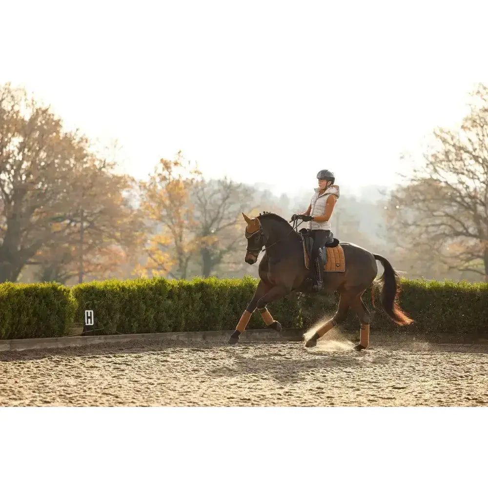 A dark brown horse wearing tan leg wraps showing off lemieux loire classic dressage square ginger in an arena
