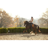 A dark brown horse wearing tan leg wraps showing off lemieux loire classic dressage square ginger in an arena