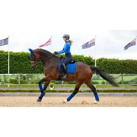 A sleek dark brown horse wearing a blue lemieux loire dressage square benetton saddle pad and matching leg wraps