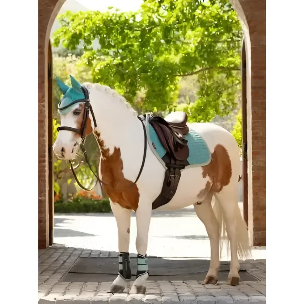 A white and brown pinto horse wearing lemieux mini brushing boots aqua with teal bridle and saddle pad