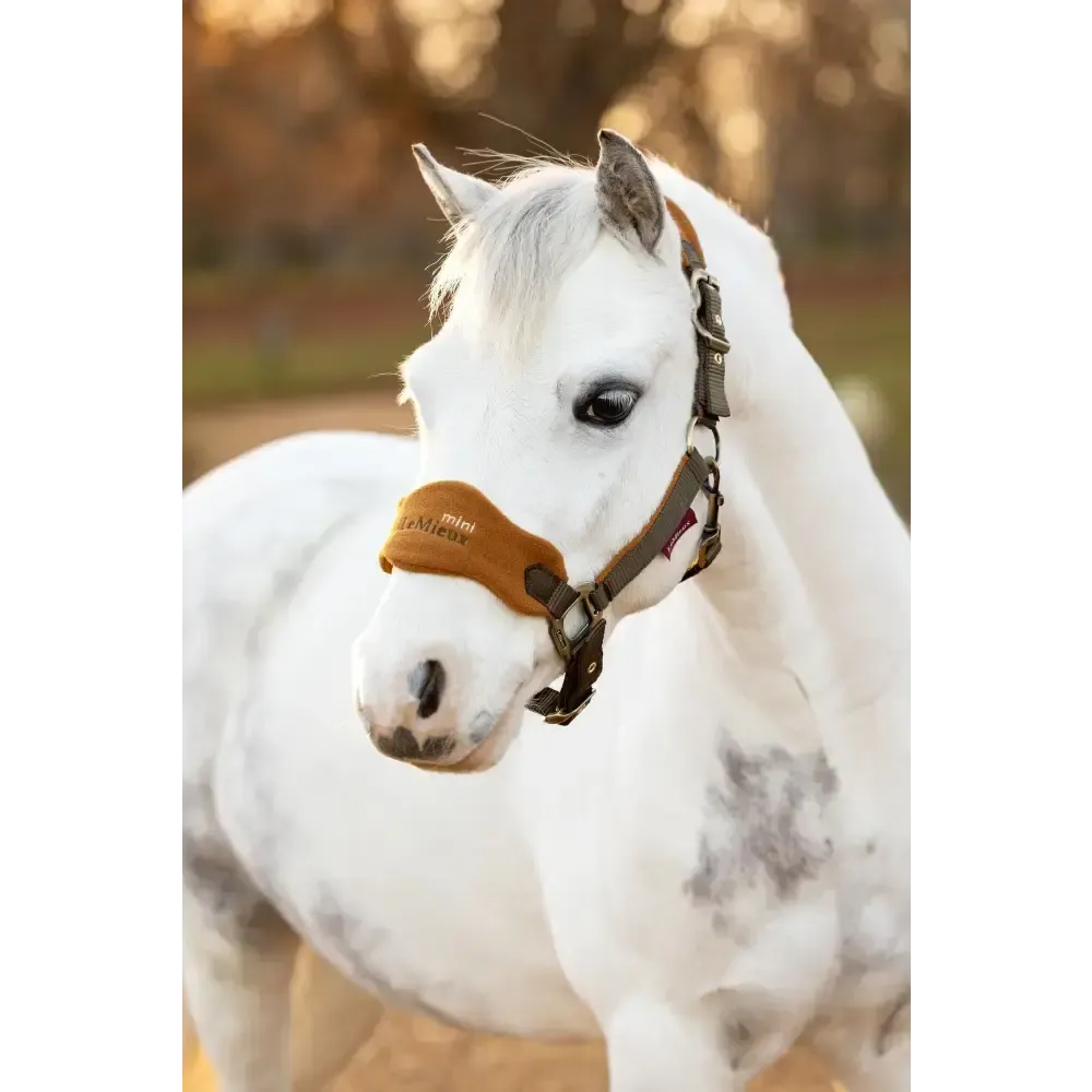 Lemieux Mini Vogue Headcollar Alpine Super Mini Alpine Headcollar Sets