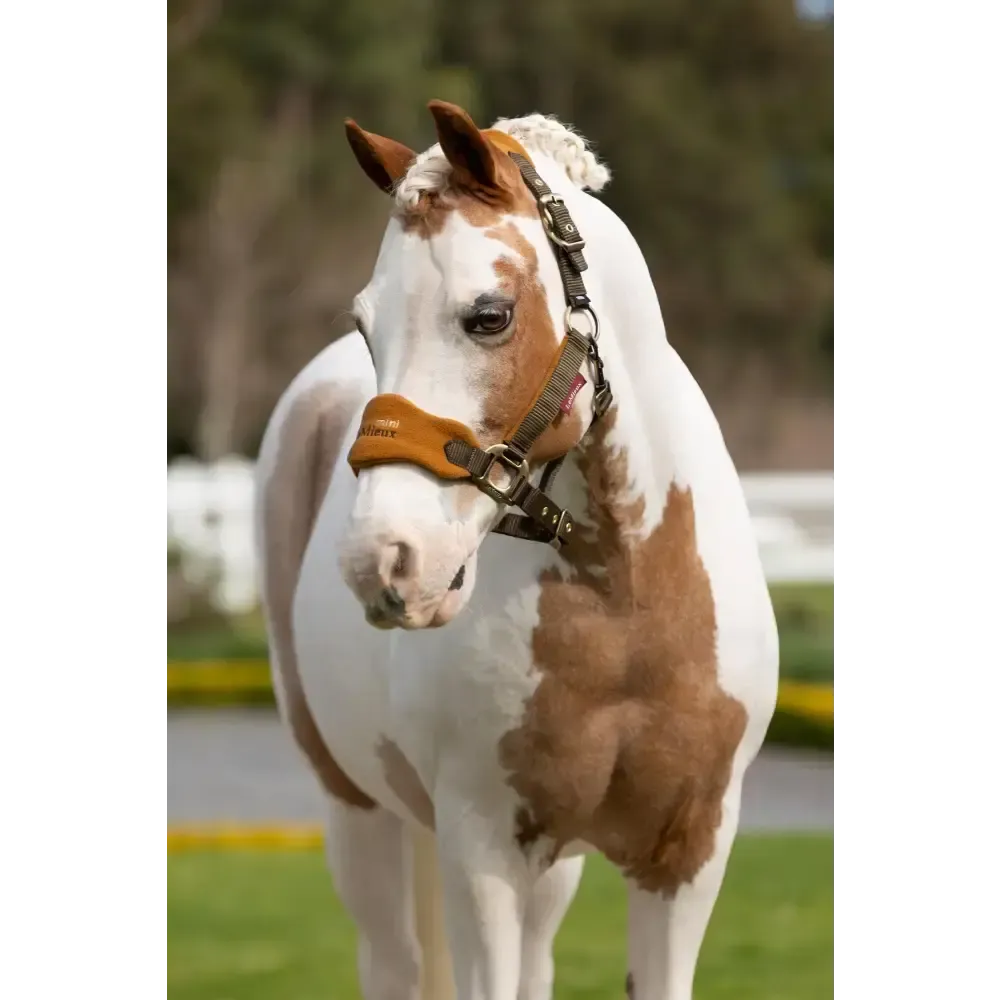 Lemieux Mini Vogue Headcollar Alpine Super Mini Alpine Headcollar Sets