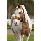Lemieux Mini Vogue Headcollar Alpine Super Mini Alpine Headcollar Sets