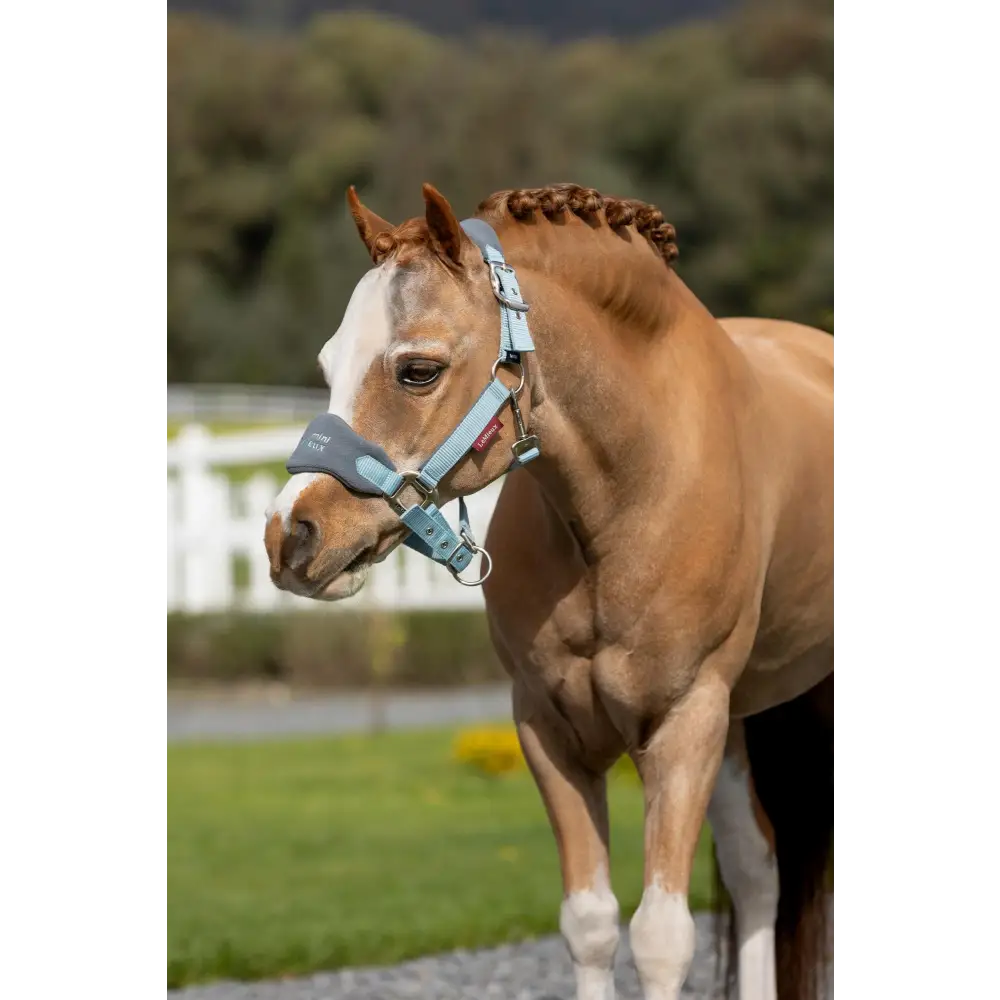 Lemieux Mini Vogue Headcollar Glacier - Headcollars