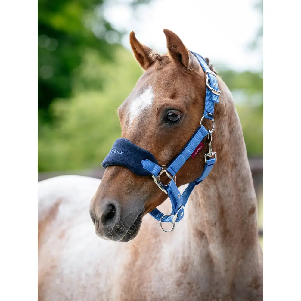 Blue and navy blue lemieux mini vogue horse halter with fleece inserts and silver hardware with leadrope benetton